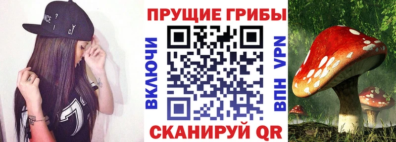 Псилоцибиновые грибы Cubensis  как найти   ОМГ ОМГ онион  Белоозёрский 